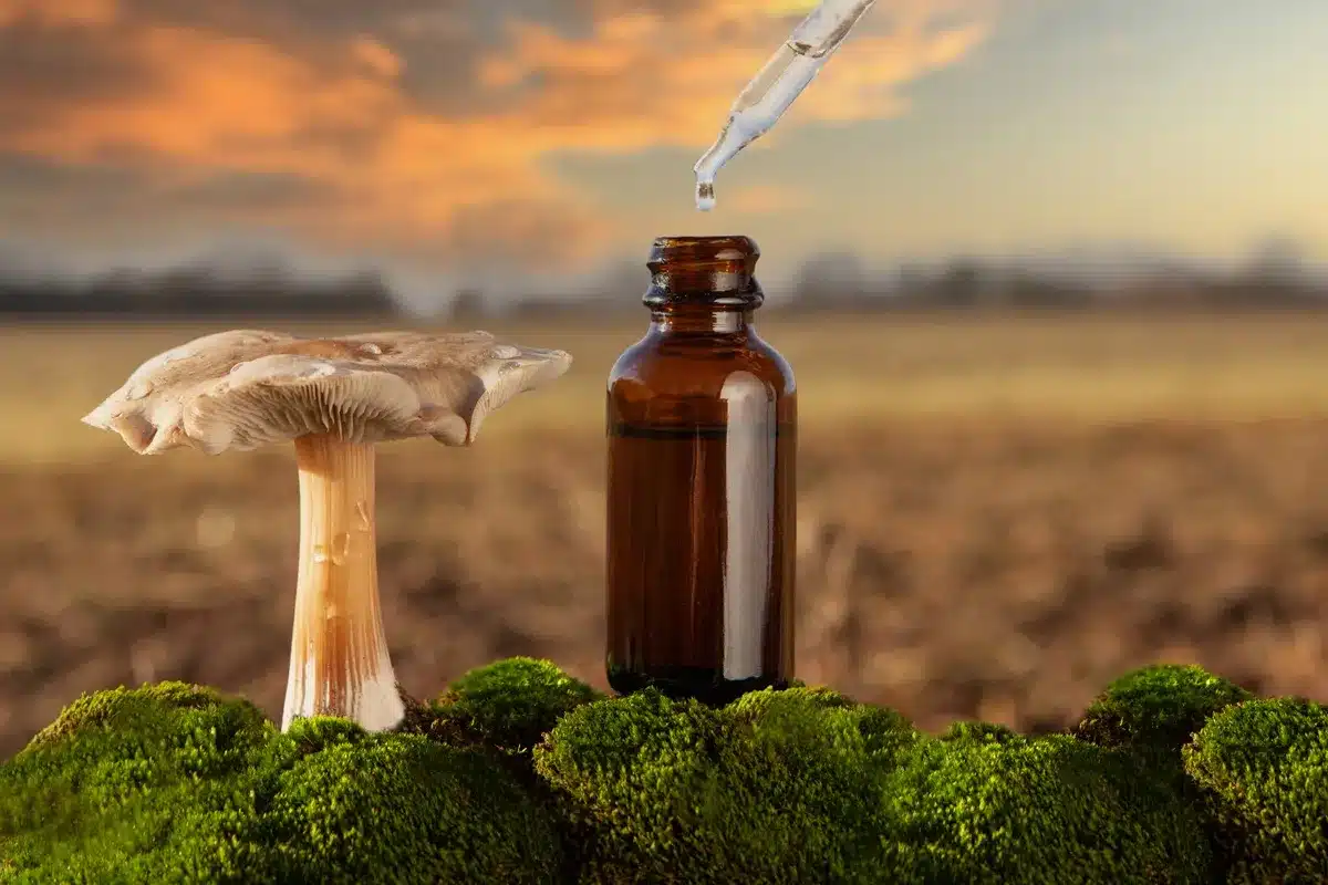 CBD e funghi medicinali