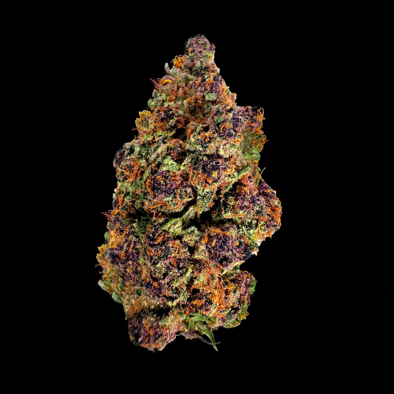 Primo piano di infiorescenza Royal Berry CBD Crystalweed, ricca di tricomi e pistilli violacei, fotografata da vicino.