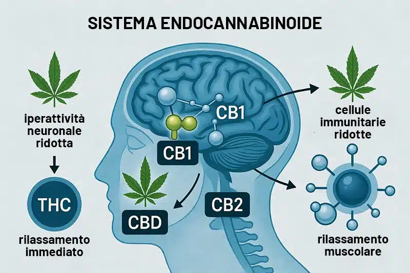 sativex sclerosi multipla 3 Sistema endocannabinoide spiegato