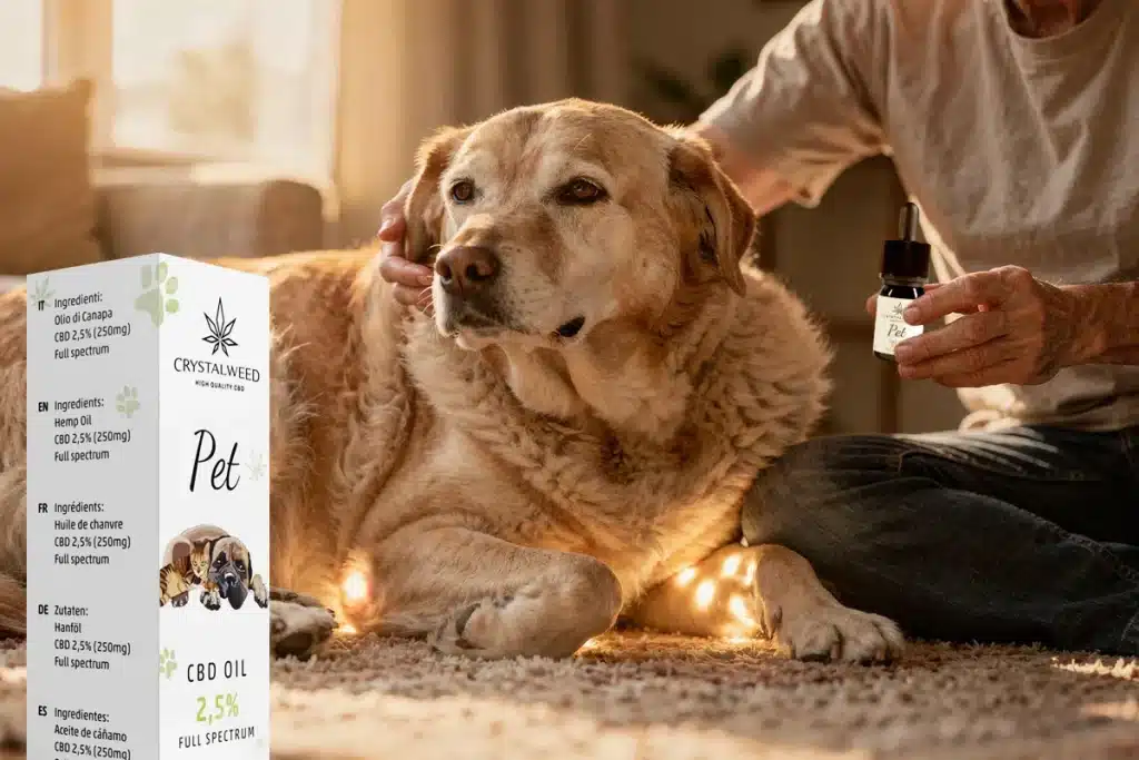 L’utilizzo dei cannabinoidi nel cane anziano per calmare artrosi, ansia e dolori