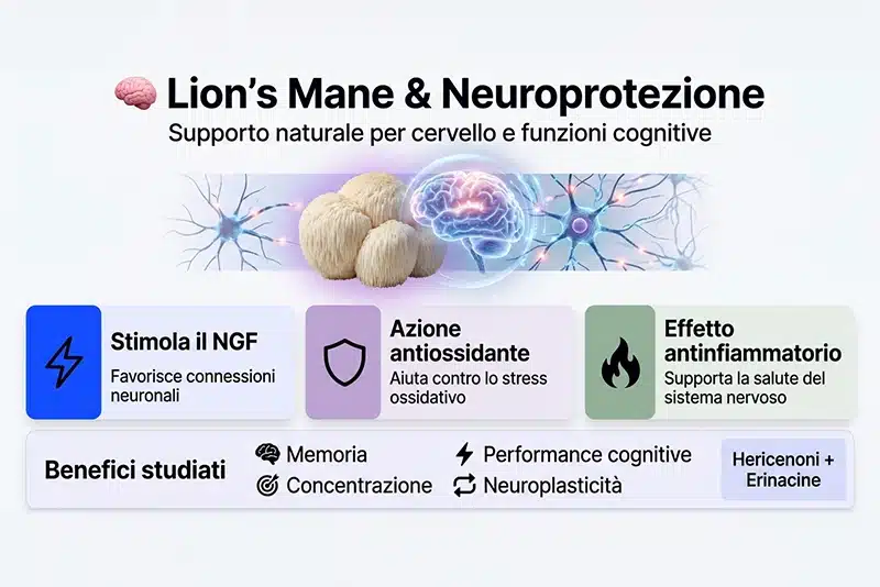 infografica lions mane fungo neuroprotezione Infografica che spiega le proprietà del Lion's Mane per memoria e concentrazione