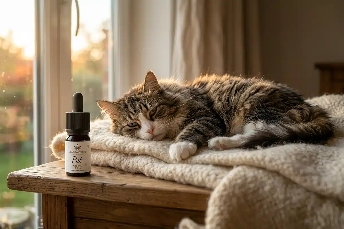olio CBD Crystalweed e gatto anziano in foto