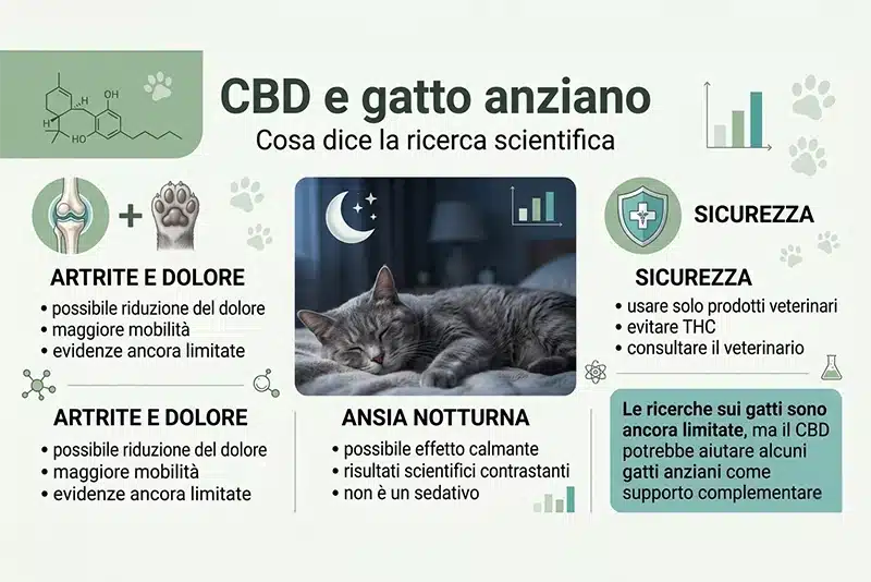 infografica cbd gatto anziano Infografica su CBD e gatto anziano